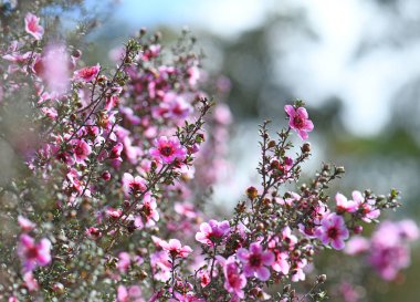 Avustralya yerlisi pembe Manuka çay ağacı çiçeklerinin, Leptospermum scoparium 'un, Myrtaceae ailesinin güzel bahar bokeh arka planı. Güneydoğu Avustralya 'da NSW, Victoria ve Tazmanya' da endemik. Kıştan yaz çiçeklerine