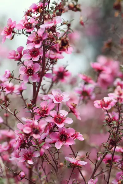 Güzel, rüya gibi bahar çiçekleri, Avustralya yerlisi pembe Manuka çay ağacı çiçekleri, Leptospermum scoparium, Myrtaceae ailesi. Güneydoğu Avustralya 'da Yeni Güney Galler, Victoria ve Tazmanya' da endemik. 