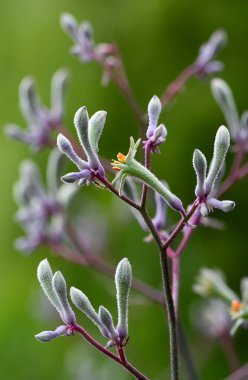 Mor ve yeşil Avustralya doğumlu Lilac Kanguru Paw çiçekleri, Anigozanthos flavidus, Haemodoraceae ailesi. Yığılmaya dayanıklı kuraklık bitkileri cezbeden uzun ömürlü kuş..