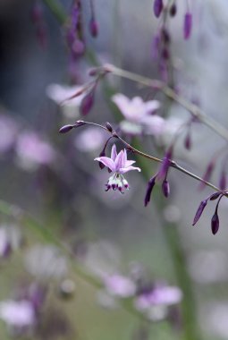 Avustralya doğumlu mor vanilya zambağı, artropodyum milleflorum, Asparagaceae familyası, Kosciuszko bölgesi, NSW. Ebedi bitki, Avustralya 'nın doğusuna özgü yerel gıda bitkisi.