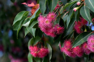 Avustralya yerlisi Corymbia sakız ağacının koyu pembe çiçekleri ve koyu yeşil yaprakları, Myrtaceae ailesi. Yaz çiçekleri.