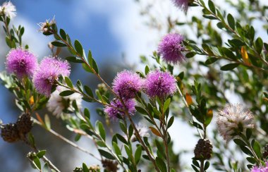 Avustralya yerlisi Şov Balı Myrtle, Melaleuca nesophila, Myrtaceae ailesinin mor ponpon çiçekleri. Endemik Batı Avustralya 'nın güneybatı kıyısında. Çiçekler beyaza döner. Çiçekler Bahar Yazı.