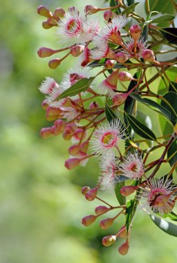 Avustralya yerlisi Corymbia ficifolia cultivar Precious Pearl 'ün beyaz ve pembe çiçekleri, Myrtaceae ailesi. Yaz çiçekleri.