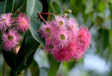 Güzel pembe çiçekler ve Avustralya yerlisi Corymbia ficifolia 'nın koyu yeşil yaprakları çiçek açan çiklet ağacı, Myrtaceae ailesi. Yaz çiçekleri.