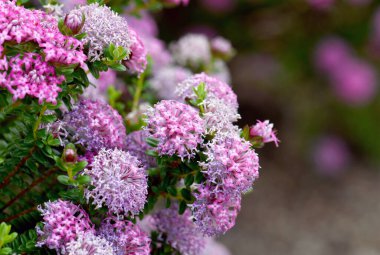 Avustralya 'nın yerlisi Rose Banjine pirinç çiçeği, Pimelea rosea, Thymelaeaceae ailesinin pembe çiçekleri. Endemic Batı Avustralya 'nın güneybatı kıyısında. Bahar çiçekleri.