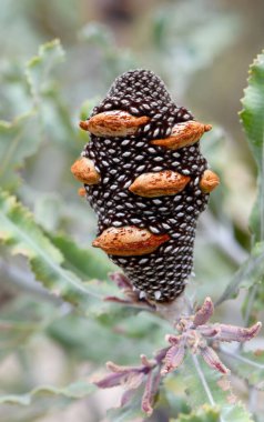 Batı Avustralya doğumlu Firewood Banksia koni tohumu, Banksia menziesii, Proteaceae ailesi. Avon Wheatbelt, Geraldton SandPlains, Jarrah Forest, Batı Avustralya 'nın Kuğu Sahil Ovası' na özgü dayanıklı, kuraklığa dayanıklı ya da küçük bir ağaç türü.