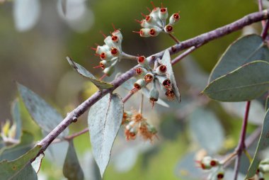 Avustralyalı kıvırcık sakız ağacı sakızı, okaliptüs gilli, Myrtaceae ailesi. Kuzey Flinders Sıradağları, Güney Avustralya ve Kırık Tepe, NSW. Lignotuber 'dan mallee büyüme alışkanlığı olan küçük bir ağaç. Silver Mallee olarak da bilinir.