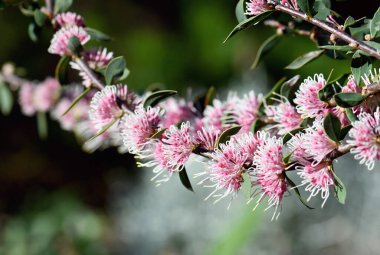 Avustralyalı yerli Hakea myrtoides x petiolaris hybrid, Burrendong Güzeli, Proteaceae ailesi. Sonbahar kışı, uzun beyaz şekilli çiçekler gibi iğneleyici bir çiçekle açar..