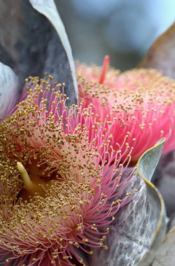 Avustralya 'nın yerlisi Mottlecah, Ökaliptüs makrocarpa, Myrtaceae familyasından büyük pembe çiçekleri ve sarı erkek kepçeleri kapatın. Batı Avustralya 'ya salgın hastalık. Çiçekler cinse göre en büyük çiçeklerdir. Sığ alan derinliği