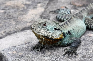 Gippsland Su Ejderhası 'nın mavi yeşil işaretleri ve sarı boğazı, Itellagama lesueurii howittii, Agamidae familyası, Avustralya' nın başkenti Avustralya 'da bir Canberra bahçesinde güneşleniyor. Nehirler ve dereler boyunca kayalık alanlarda yaygındır.
