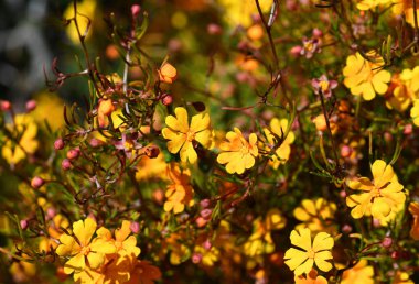 Avustralya yerlisi Kıllı Gine Çiçeği Hibbertia Vestia 'nın parlak sarı çiçekleri, Dilleniaceae ailesi. Queensland 'deki Rockhampton' a Endemic, Orta Doğu New South Wales 'e. 