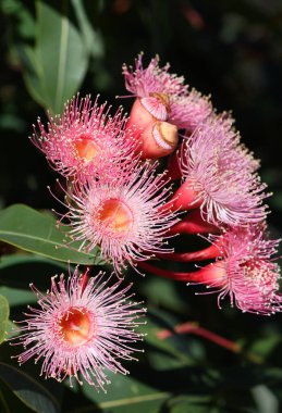 Güzel pembe çiçekler ve koyu yeşil Avustralya yerlisi Corymbia fiifolia çiçekli sakız ağacı yaprakları, Myrtaceae ailesi, koyu bir arka planda.. 