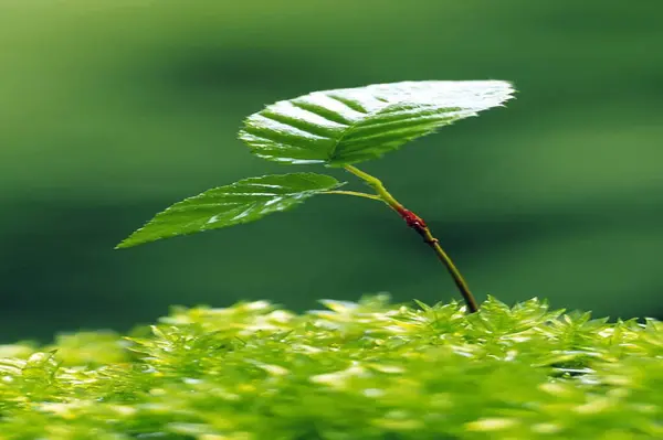 PAKISTAN, KARACHI, HAZİRAN 12. 2024 Yeşil doğa arka planı, Bahçede güneş ışığı altında yeşil yapraklı yeşil yaprağı kapat.