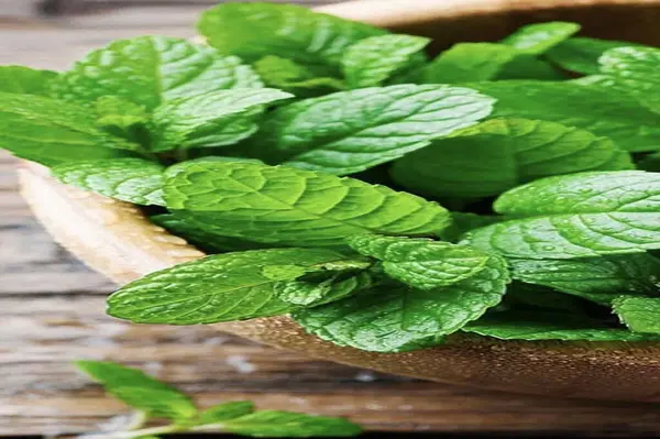 PAKISTAN, KARACHI, HAZİRAN 12 HAZİRAN Nane Bitkisi Sebze Bahçesinde yetişiyor.