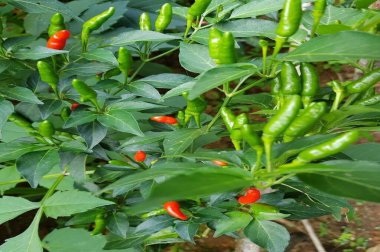 PAKISTAN, KARACHI, HAZİRAN 12. 2024 Red chilli ve yeşil biberler bahçedeki ağaçta. Organik çiftlikte acı biber ağacı tarımı.