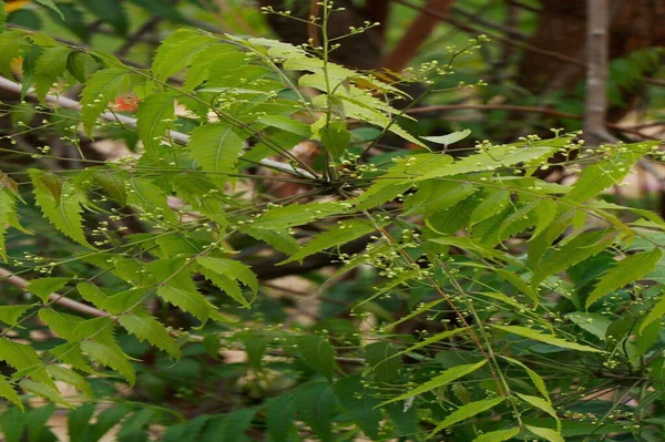 PAKISTAN, KARACHI, 16 HAZİRAN 2024 Azadirachta indica, Meliaceaea familyasından bir ağaçtır. Neem ya da Hint leylağı olarak da bilinir. Neem yaprakları, Hindistan 'a özgüdür..