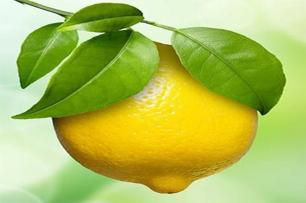 PAKISTAN, KARACHI, 17 HAZİRAN 17 2024 Lemon Ağacın üzerinde yapraklar.