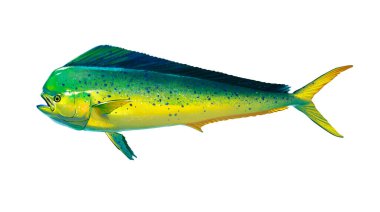 Mahi mahi or dolphin fish isolated on white. Realistic illustration of mahi mahi or dolphin fish isolated on white background. Side view. clipart