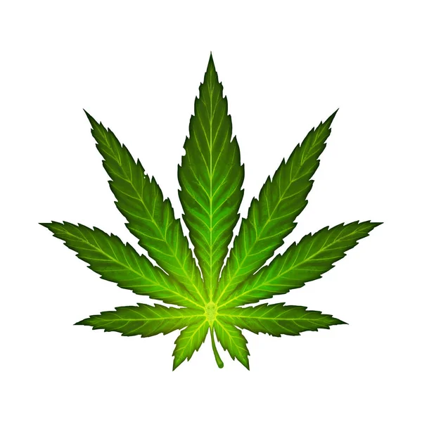 Ilustracja Liści Marihuany Izolować Zioło Lecznicze Dla Relaksu — Zdjęcie stockowe