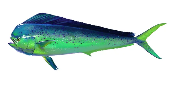 Mahi Mahi Nebo Delfíní Ryby Izolované Bílém Realistické Ilustrace Mahi — Stock fotografie