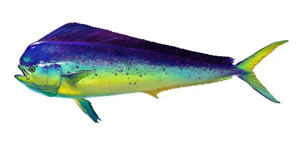 Mahi Mahi Dolfijnen Geïsoleerd Wit Realistische Illustratie Van Mahi Mahi — Stockfoto