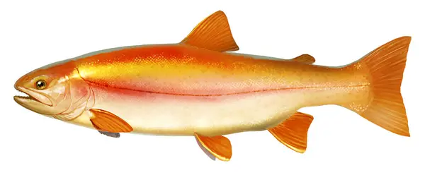 Albino Bernstein Seeforelle Flussfische Seitenansicht Illustration Isolieren Realistisch Auf Weißem — Stockfoto