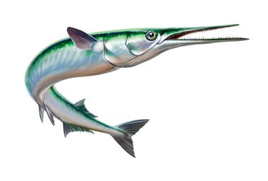 Çırpılmış balık, gagalı balık ya da Needlefishin hareketi sudan çıkar. Sea Pike illüstrasyonu gerçekçiliği izole etti.