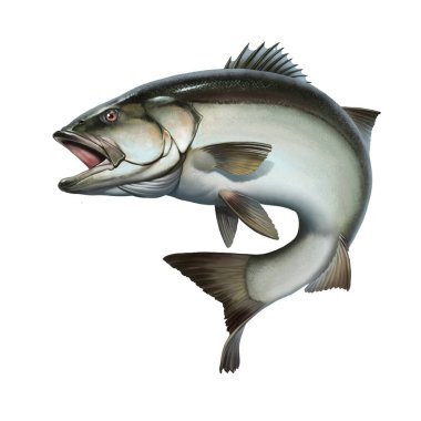 Seabass, sea wolf fish predator. Sea bass illustration realistic isolate. clipart