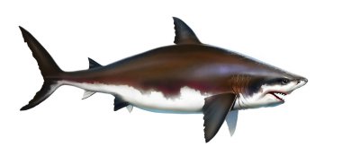 Büyük beyaz köpekbalığı öldürücü yan görünüm. Megalodon köpekbalığı gerçekçi canavarı derinlerden soyutladı.