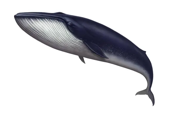 Μπλε Φάλαινα Μεγάλη Εικόνα Απομονώσει Την Τέχνη Ρεαλιστική Royalty Free Εικόνες Αρχείου