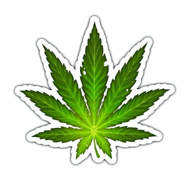 Esrar marihuana yaprağı çıkartması boş illüstrasyon gerçekçiliği izole.