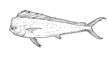 Mahi mahi Old or dolphin fish isolated on white. Realistic illustration of mahi mahi or dolphin fish isolated on white background. Side view Sketch. clipart