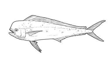 Mahi mahi Young or dolphin fish isolated on white. Realistic illustration of mahi mahi or dolphin fish isolated on white background. Side view Sketch. clipart