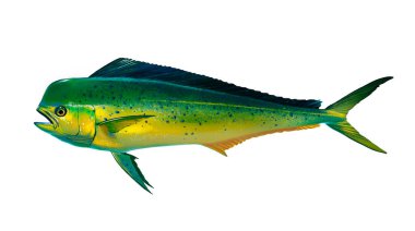 Mahi mahi young ya da yunus balığı beyaza izole edilmiş. Beyaz arka planda mahi mahi ya da yunus balığının gerçekçi çizimi. Yan görünüm.