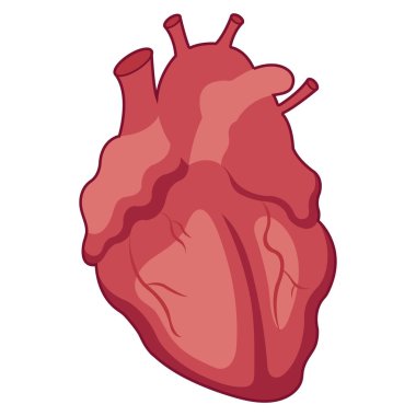 İnsan Kalbi Hattı Çizimi