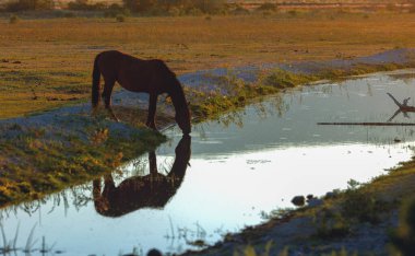 Vahşi Mustang Atı Nevada Çölü 'ndeki küçük bir dereden su içen güzel bir yansıması var..