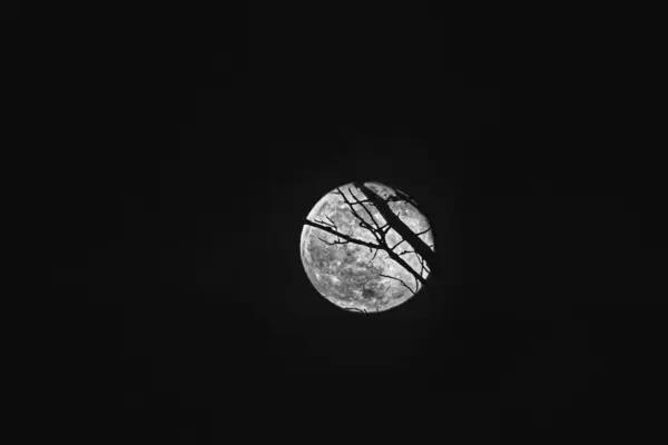 Full moon behind tree branches on a dark background at night  with copy space.