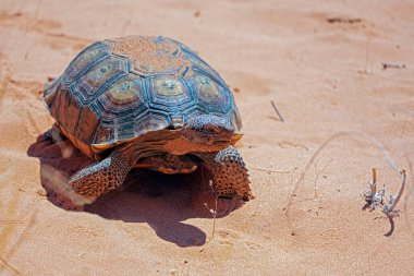Çöl Kaplumbağası, Gopherus agassizii, kumlu Nevada çölünde kış uykusundan uyandıktan sonra.