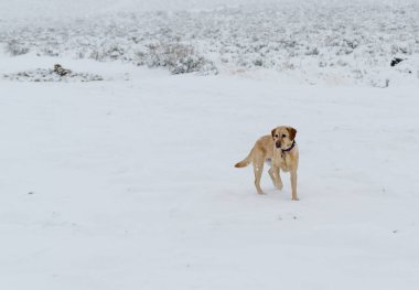 Sarı Labrador av köpeği kışın Nevada çölünde.