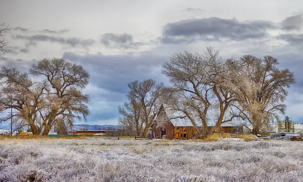 Reno ve Sparks, Nevada yakınlarındaki ağaçlarla kaplı karlı bir arka planda kırsal bir ahır..