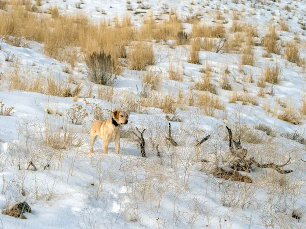 Yellow Labrador retriever hunting dog in the Nevada desert during winter.