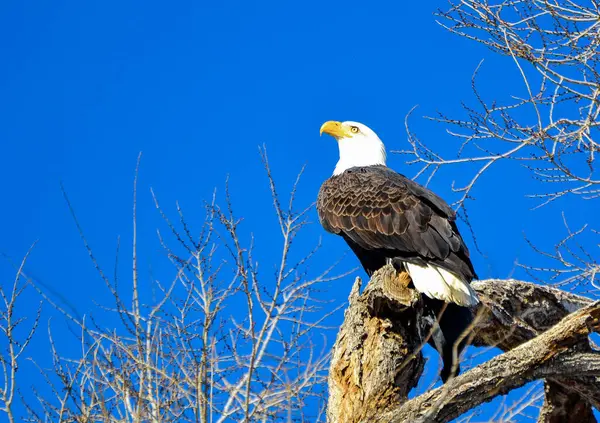 Close-up photograph of a Bald Eagle sitting in a grassy field looking over it\'s left shoulder