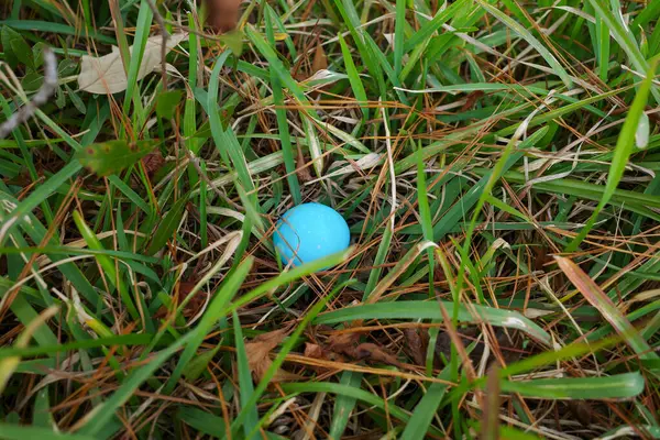 Colorful Easter Egg hidden outdoors waiting to be found on Easter Morning.