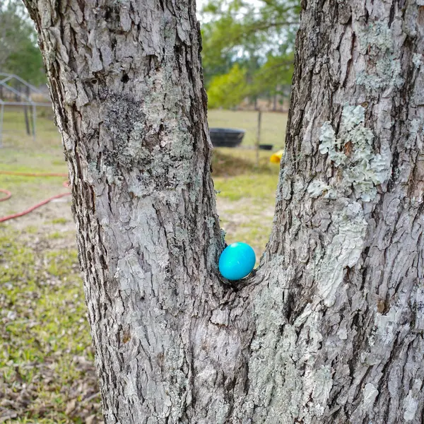 Colorful Easter Egg hidden outdoors waiting to be found on Easter Morning.