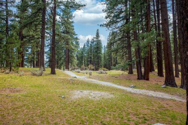 Nevada, Reno yakınlarındaki bir parktaki Çam Ormanı 'ndan geçen boş patika.