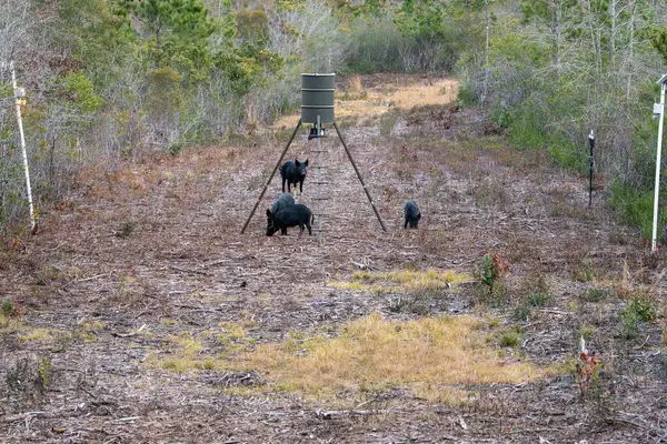 Wild Feral Hogs foraging at a game  corn feeder at dusk. Wild hogs are an invasive species causing damage to property and other animals in Southeastern Texas.