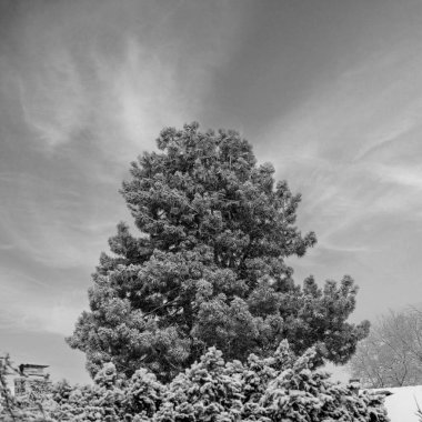 Buzla kaplı çam ağacı dramatik bulutlu gökyüzüne karşı fotokopi alanı ile tek renkli gökyüzünde.