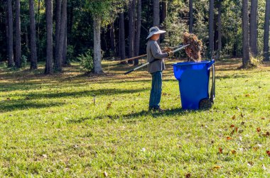 Büyük meşe yaprakları düşmeye devam ederken, kıdemli adam sonbaharda ormanda büyük bir çimleri tırmıklıyor..