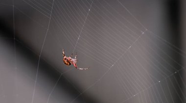 Close up detailed photograph of an Orb Weaving Barn Spider, neoscona cruciferain, in a spider web clipart