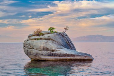 Tahoe Nevada Gölü 'ndeki Bonsai Kayası, popüler bir turizm merkezi olan California Sınırı yakınında, üzerinde küçük bir Bonsai Ağacı yetişiyor. Bonsai Kayası, göldeki alışılmadık manzarası ve yüzmek için korunan koyundan dolayı popüler bir turistik yerdir..